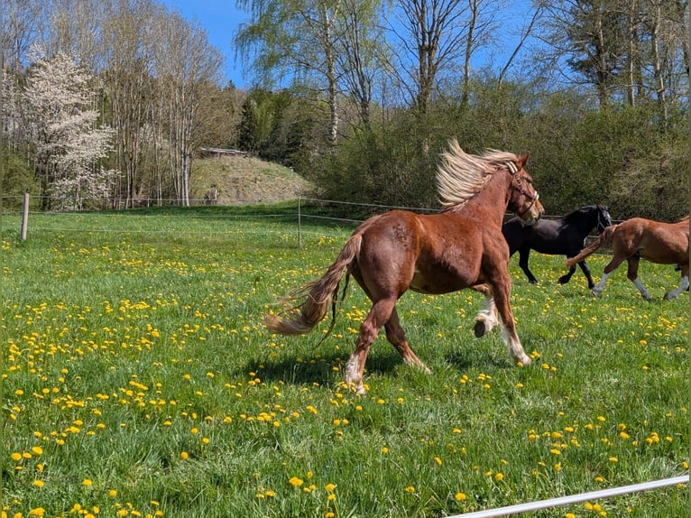 Noriker Wallach 4 Jahre 164 cm Fuchs in Saldenburg