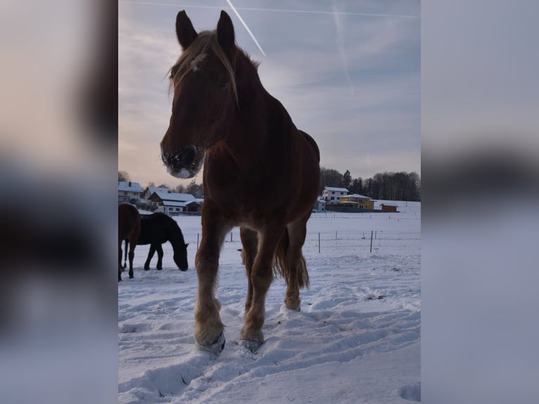 Noriker Wallach 4 Jahre 164 cm Fuchs in Saldenburg