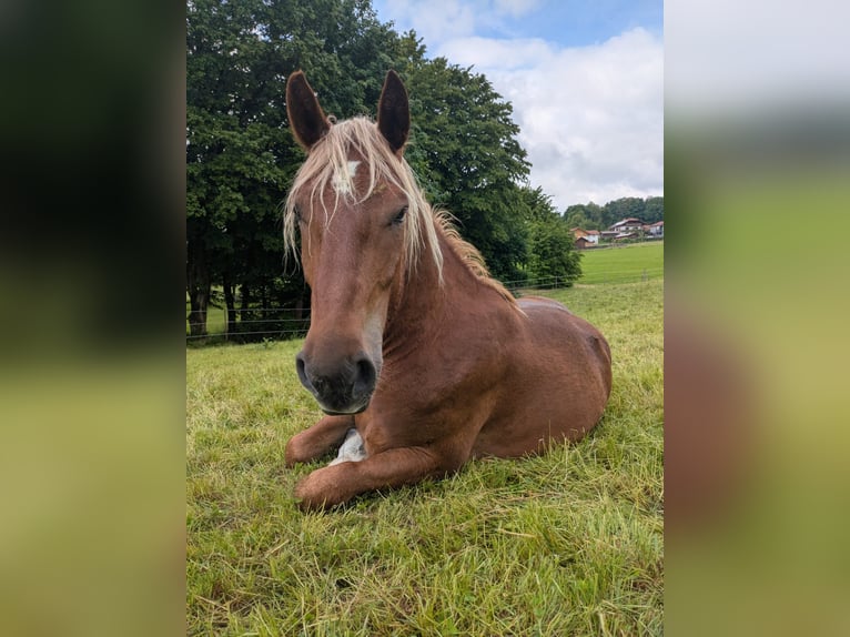 Noriker Wallach 4 Jahre 164 cm Fuchs in Saldenburg