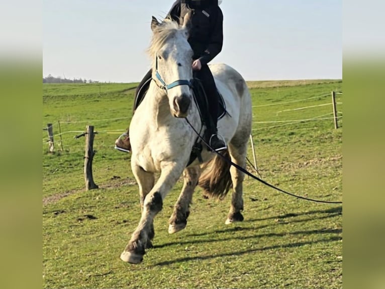 Noriker Wallach 4 Jahre 164 cm Schimmel in Modautal