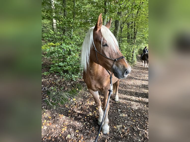 Noriker Wallach 4 Jahre 165 cm Dunkelfuchs in Waldkirchen