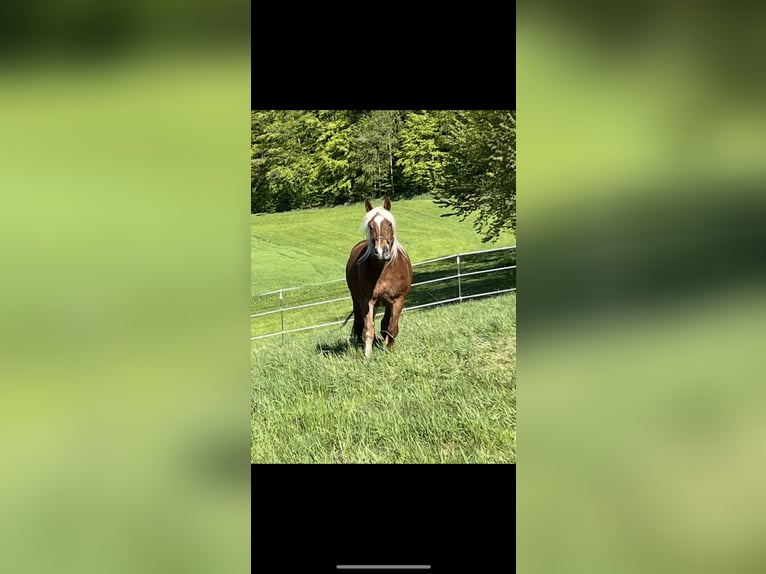 Noriker Wallach 4 Jahre 165 cm Dunkelfuchs in Waldkirchen