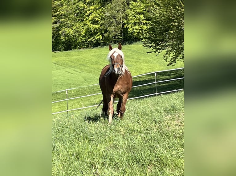 Noriker Wallach 4 Jahre 165 cm Dunkelfuchs in Waldkirchen