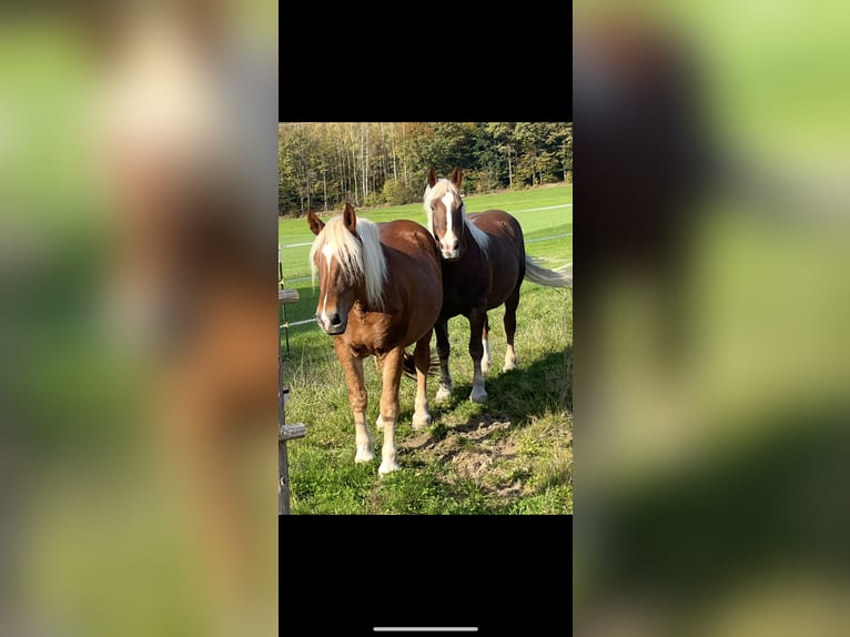 Noriker Wallach 4 Jahre 165 cm Dunkelfuchs in Waldkirchen