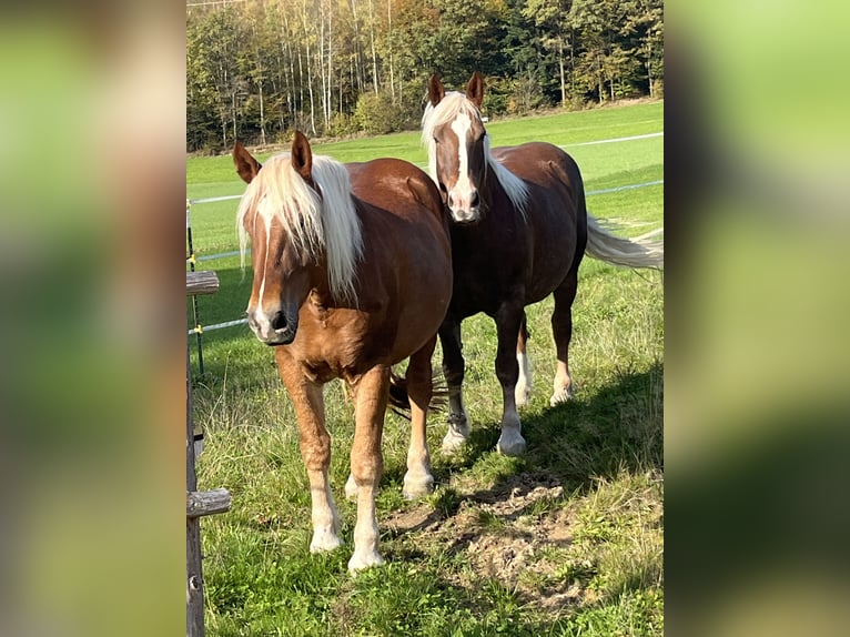Noriker Wallach 4 Jahre 165 cm Dunkelfuchs in Waldkirchen