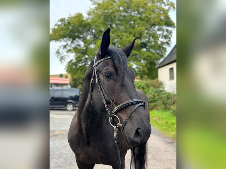 Noriker Wallach 4 Jahre 165 cm Rappe in Kirchberg