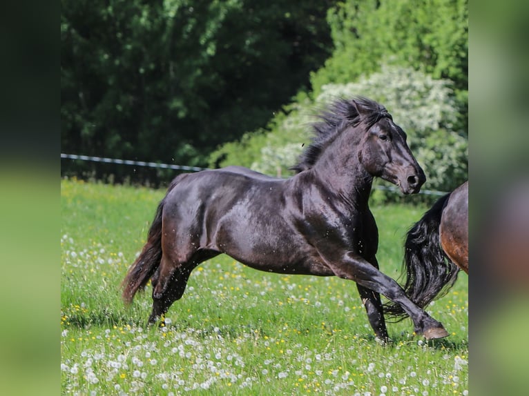 Noriker Wallach 4 Jahre 165 cm Rappe in Tulln