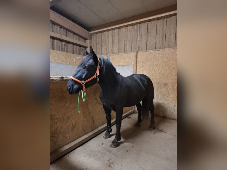 Noriker Wallach 4 Jahre 165 cm Rappe in Tulln