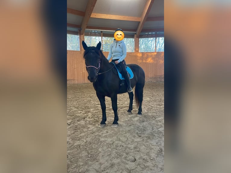 Noriker Wallach 4 Jahre 165 cm Rappe in Tulln