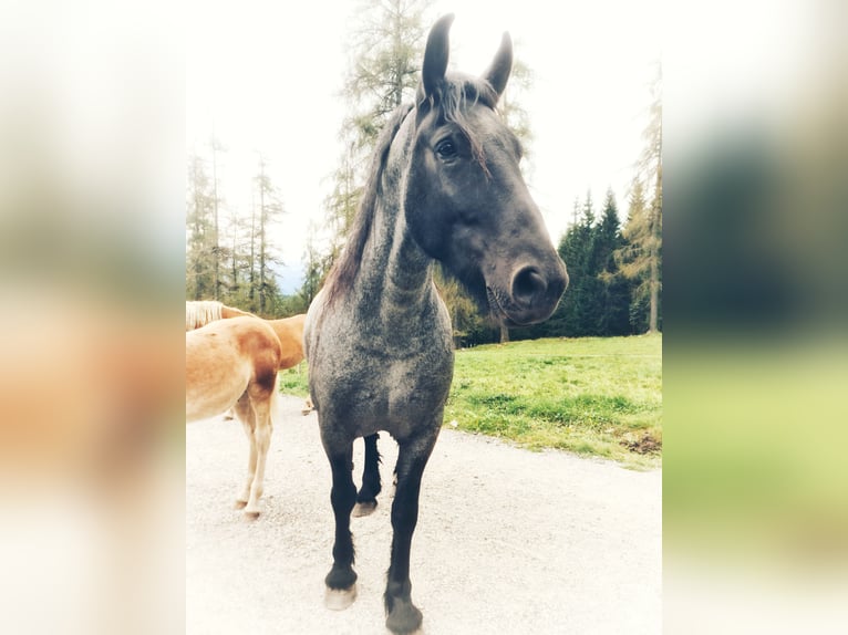 Noriker Mix Wallach 4 Jahre 165 cm Rappschimmel in Ramsau am Dachstein
