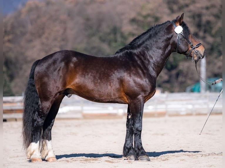 Noriker Wallach 4 Jahre 166 cm Brauner in Stöttwang