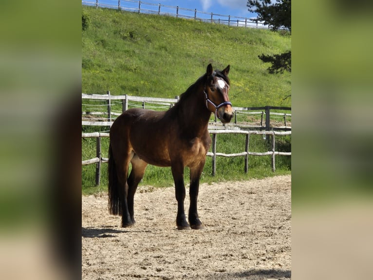 Noriker Wallach 4 Jahre 166 cm Brauner in Stöttwang