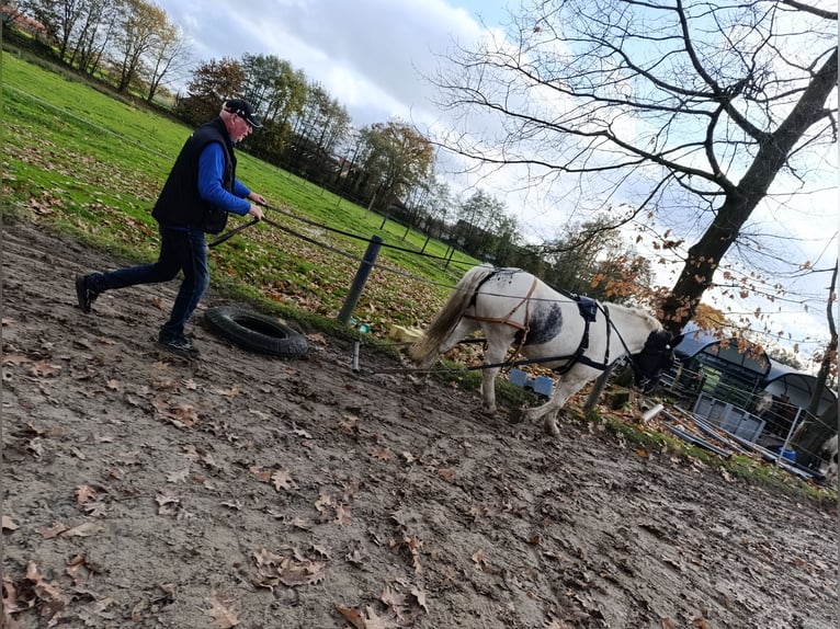 Noriker Wallach 4 Jahre 170 cm Schecke in Vreden