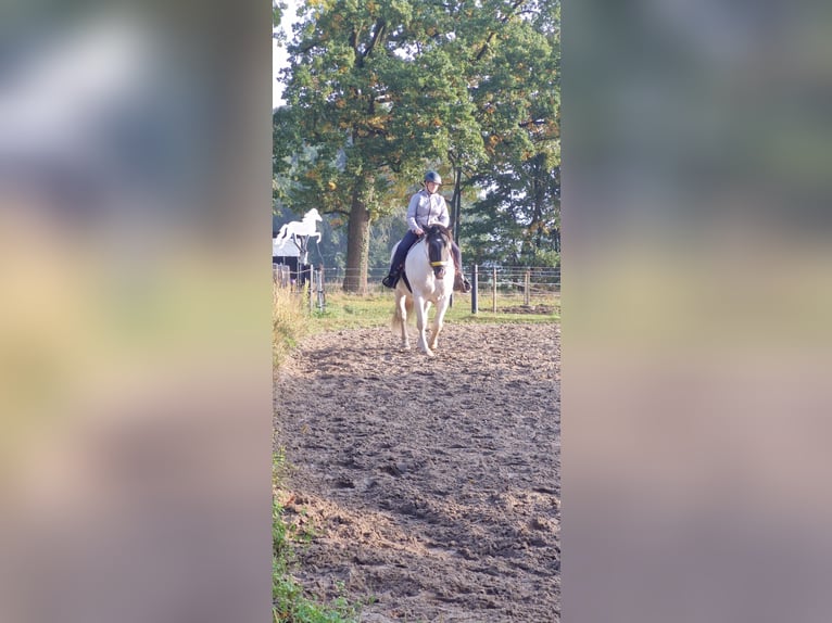 Noriker Wallach 4 Jahre 170 cm Schecke in Vreden