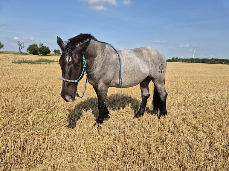 Noriker Wallach 4 Jahre 172 cm Blauschimmel in K&#xF6;then