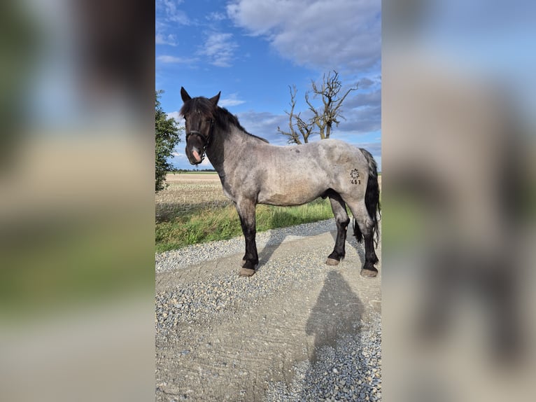 Noriker Wallach 4 Jahre 172 cm Blauschimmel in K&#xF6;then