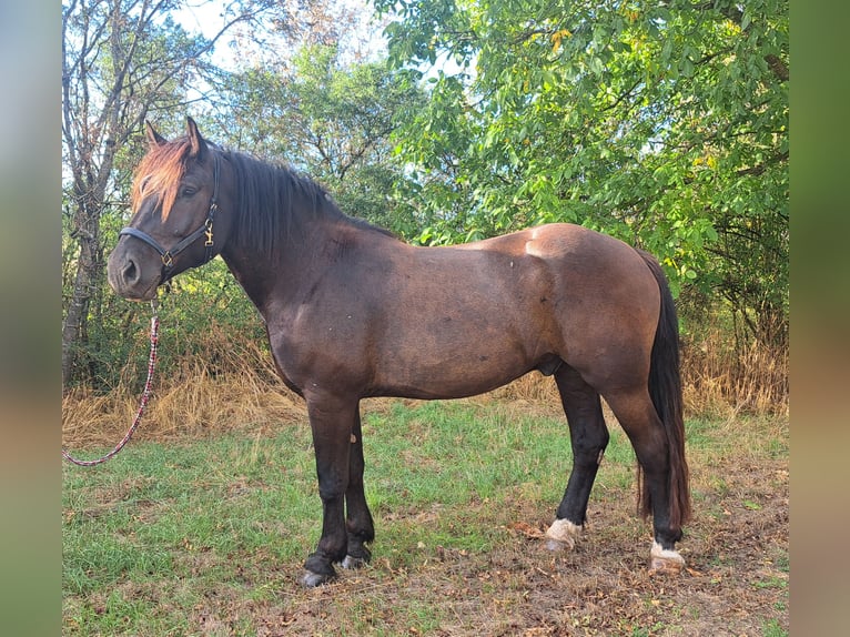Noriker Wallach 4 Jahre 172 cm Rappe in Buchen (Odenwald)