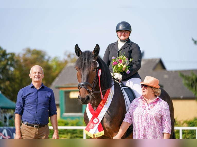 Noriker Wallach 4 Jahre Dunkelbrauner in Desselbrunn