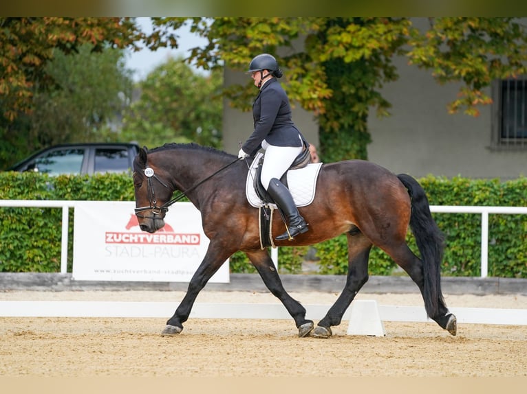 Noriker Wallach 4 Jahre Dunkelbrauner in Desselbrunn