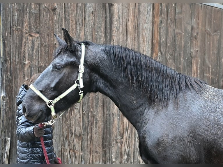 Noriker Mix Wallach 4 Jahre  in Klettgau