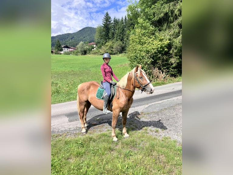 Noriker Wallach 5 Jahre 152 cm Fuchs in Nötsch