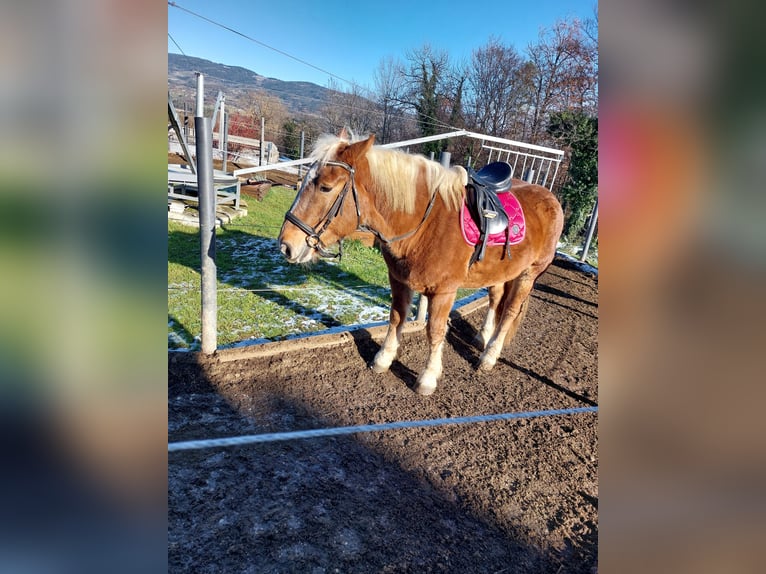 Noriker Wallach 5 Jahre 160 cm Fuchs in Pöllau