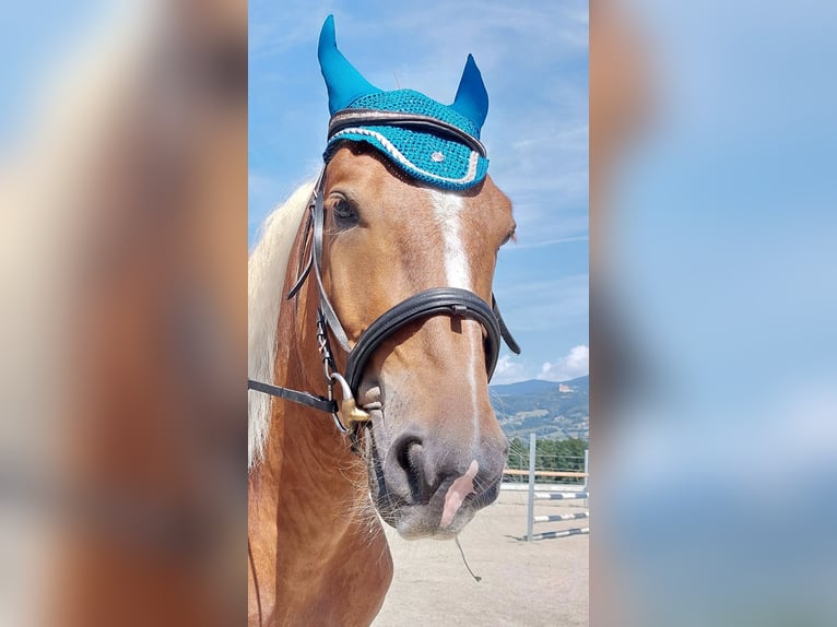 Noriker Wallach 5 Jahre 160 cm Fuchs in Pöllau