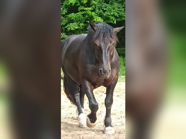 Noriker Wallach 5 Jahre 160 cm in Römhild