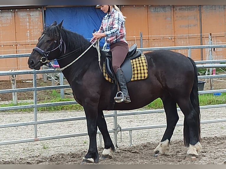 Noriker Wallach 5 Jahre 160 cm in Römhild