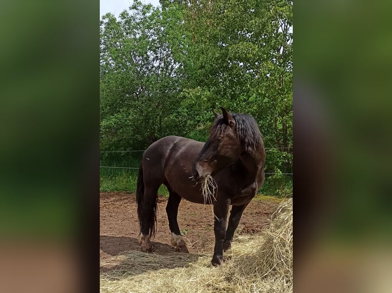 Noriker Wallach 5 Jahre 160 cm in Römhild