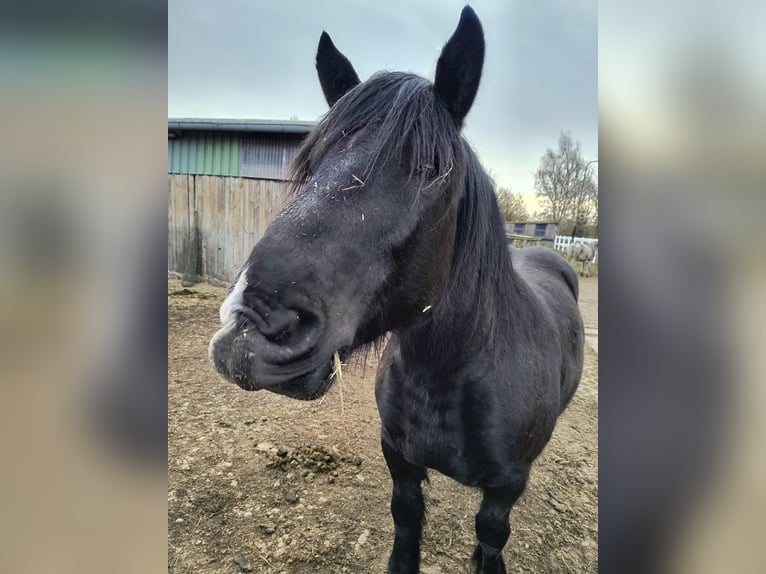 Noriker Wallach 5 Jahre 162 cm Rappe in Peenehagen