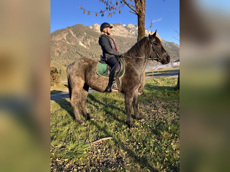 Noriker Wallach 5 Jahre 163 cm Blauschimmel in N&#xF6;tsch