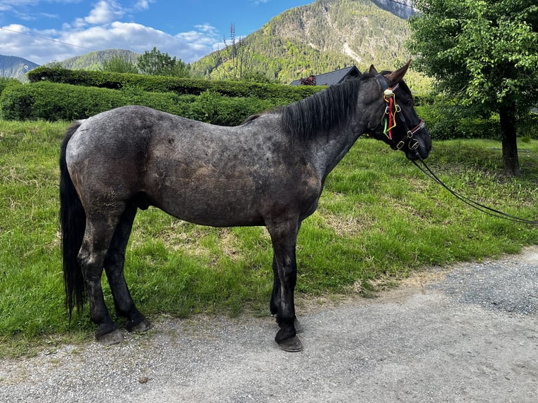Noriker Wallach 5 Jahre 163 cm Blauschimmel in N&#xF6;tsch
