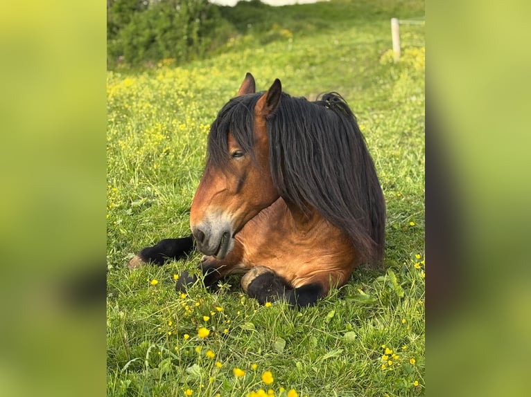 Noriker Wallach 5 Jahre 163 cm Brauner in KemptenKempten