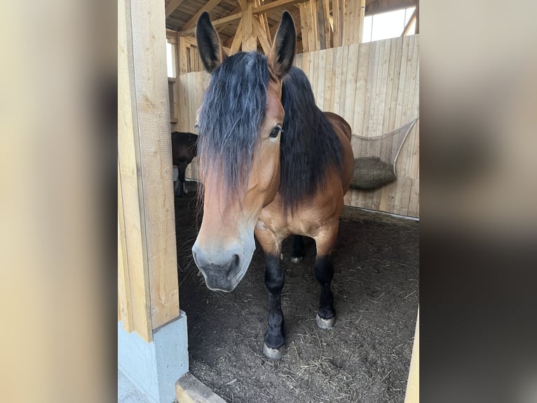 Noriker Wallach 5 Jahre 163 cm Brauner in KemptenKempten