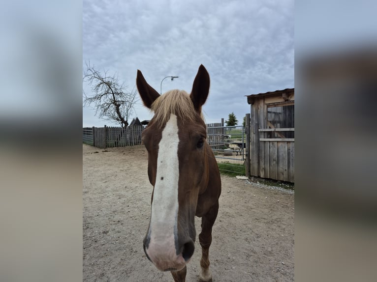 Noriker Wallach 5 Jahre 163 cm Fuchs in Lichtenau