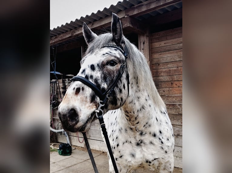Noriker Wallach 5 Jahre 163 cm Tigerschecke in Gallizien