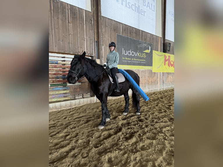 Noriker Wallach 5 Jahre 165 cm Rappe in Hard