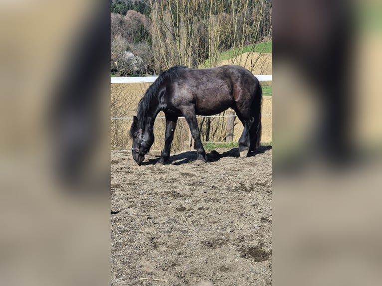 Noriker Wallach 5 Jahre 165 cm Rappe in Liebensdorf