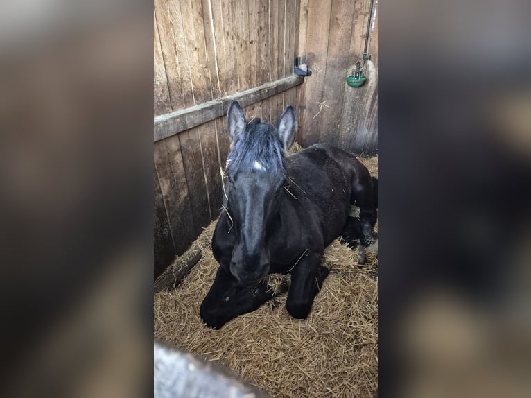 Noriker Wallach 5 Jahre 165 cm Rappe in Liebensdorf