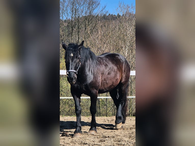 Noriker Wallach 5 Jahre 165 cm Rappe in Liebensdorf