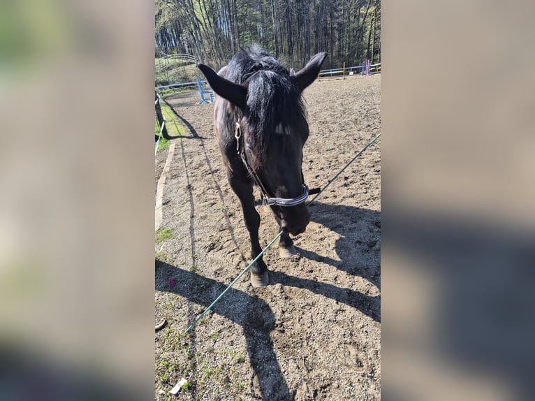 Noriker Wallach 5 Jahre 165 cm Rappe in Liebensdorf