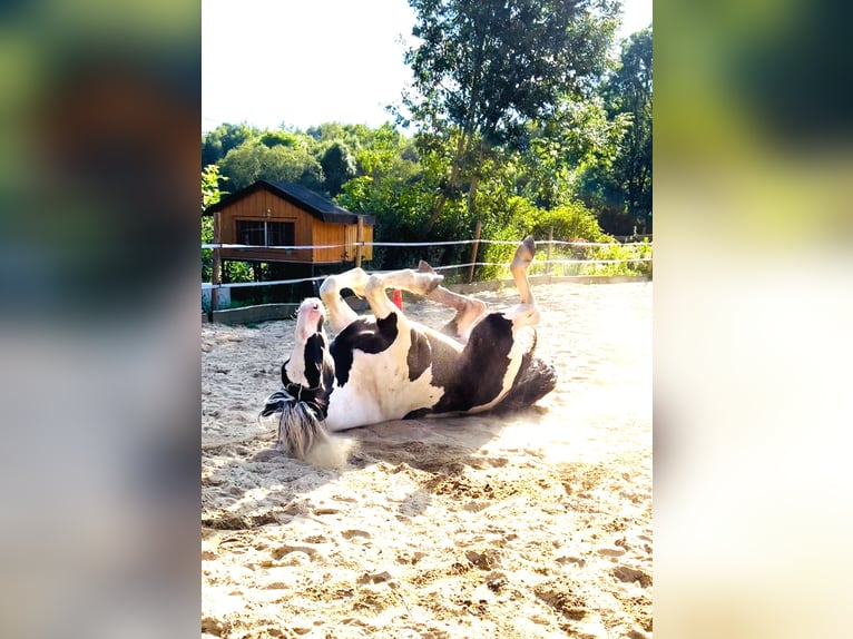 Noriker Mix Wallach 5 Jahre 165 cm Schecke in SelbSelb