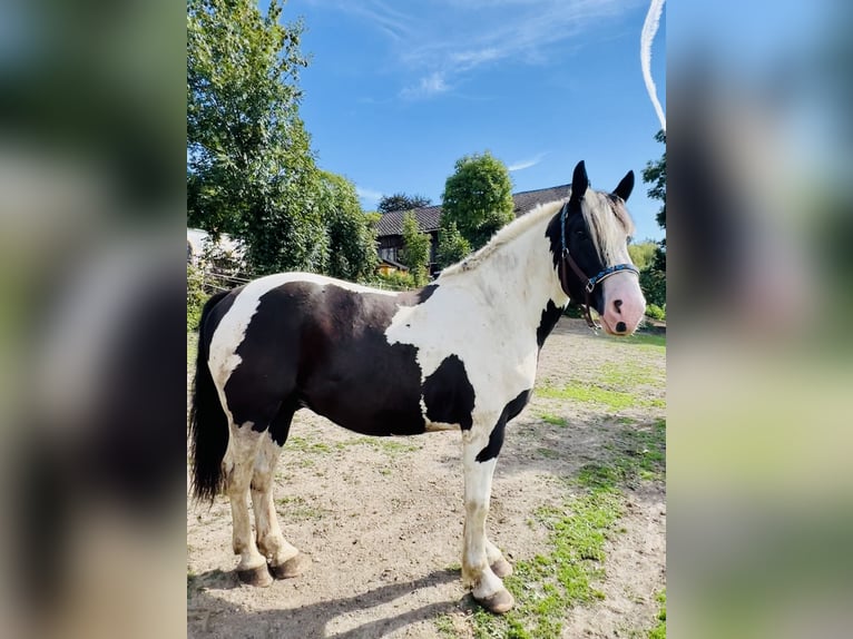 Noriker Mix Wallach 5 Jahre 165 cm Schecke in SelbSelb