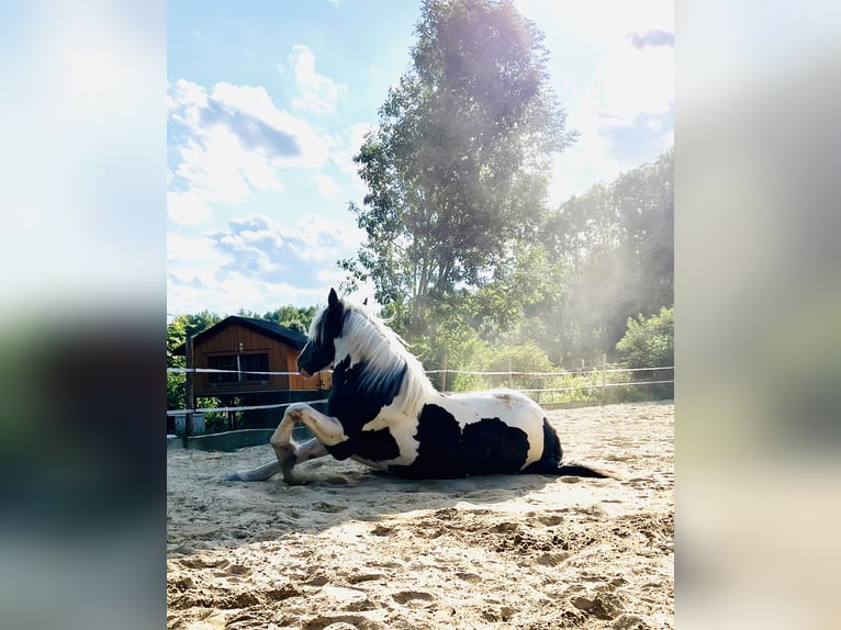 Noriker Mix Wallach 5 Jahre 165 cm Schecke in SelbSelb