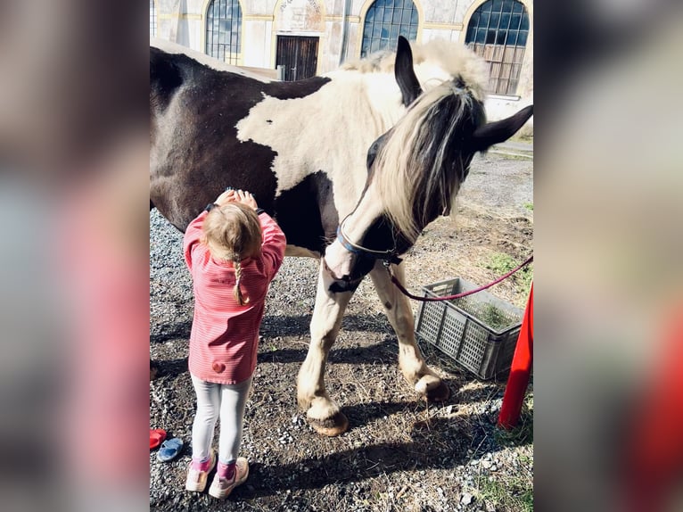 Noriker Mix Wallach 5 Jahre 165 cm Schecke in SelbSelb