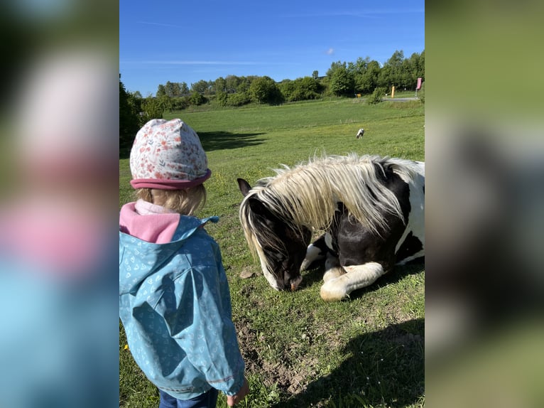 Noriker Mix Wallach 5 Jahre 165 cm Schecke in SelbSelb
