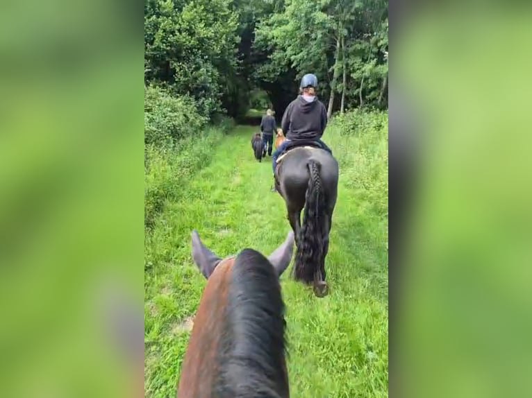 Noriker Wallach 5 Jahre 168 cm Rappe in Warendorf