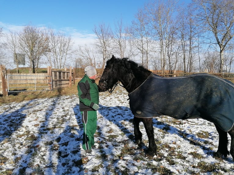 Noriker Wallach 5 Jahre 170 cm Rappe in Titz