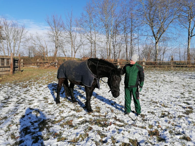 Noriker Wallach 5 Jahre 170 cm Rappe in Titz
